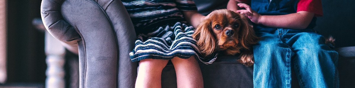 The Great Pet Debate